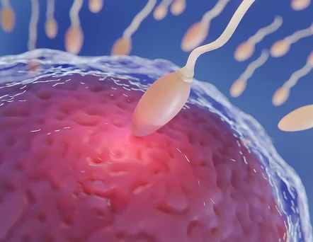 Biología de la Reproducción en Pachuca_motivos